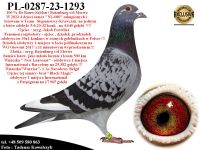 PL-0287-23-1293   Unikat - Syn Mega Rozpłodowca 