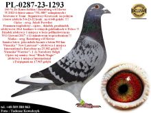 PL-0287-23-1293   Unikat - Syn Mega Rozpłodowca 