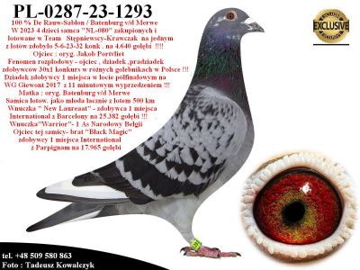 PL-0287-23-1293   Unikat - Syn Mega Rozpłodowca 