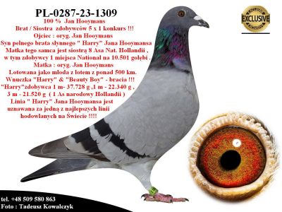 PL-0287-23-1309  Linia bazowa hodowli Jana Hooymansa