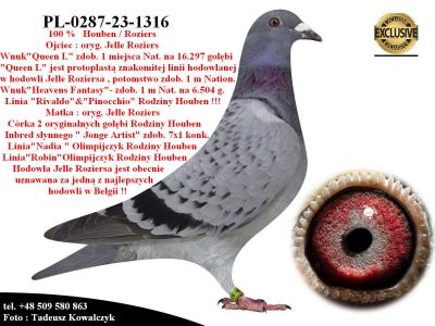 PL-0287-23-1316   Unikatowe geny hodowli Houben / Roziers