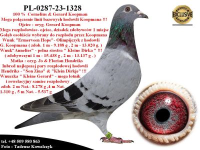 PL-0287-23-1328  Rewelacyjne gołączenie gołębi Koopman