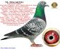 PL-0287-23-1328  Rewelacyjne gołączenie gołębi Koopman