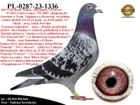 PL-0287-23-1336    Unikat - Syn Mega Rozpłodowca 
