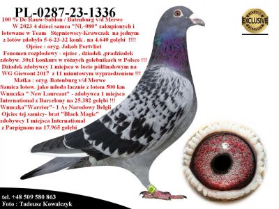 PL-0287-23-1336    Unikat - Syn Mega Rozpłodowca 