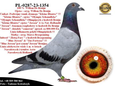 PL-0287-23-1354 Rewelacyjne połączenie gołębi Willema de Bruijn