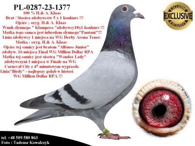 PL-0287-23-1377   Unikat - linia bazowa hodowli A.& H. Klaas