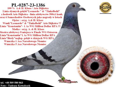 PL-0287-23-1386  Potomek Mega samicy rozpłodowej 