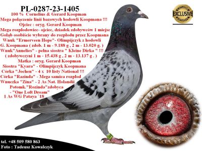 PL-0287-23-1405  Unikat - Potomek 2 oryginalnych gołębi Koopman