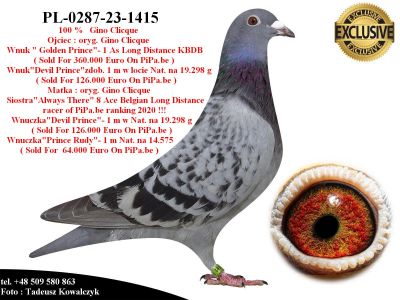 PL-0287-23-1415   Potomek najdroższych gołębi Gino Clicque