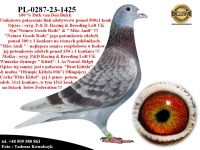 PL-0287-23-1425    Unikat - Potomek najlepszych gołębi rozpłodowych z hodowli Dirka van Den Bulcka