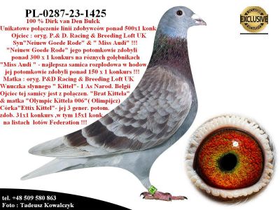 PL-0287-23-1425    Unikat - Potomek najlepszych gołębi rozpłodowych z hodowli Dirka van Den Bulcka