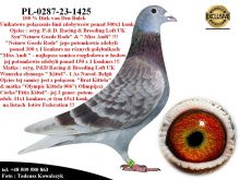 PL-0287-23-1425    Unikat - Potomek najlepszych gołębi rozpłodowych z hodowli Dirka van Den Bulcka