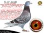 PL-0287-23-1425    Unikat - Potomek najlepszych gołębi rozpłodowych z hodowli Dirka van Den Bulcka