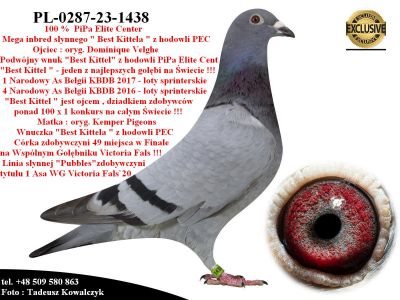 PL-0287-23-1438   Super inbred słynnego 