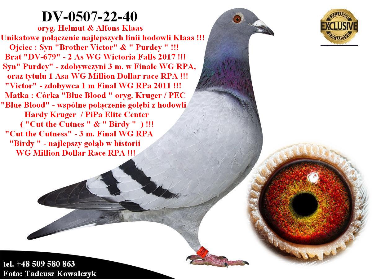 PL-0287-23-1450 Unikat - Inbred Super Rozpłodowca 