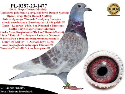 PL-0287-23-1477   Unikat - potomek 2 oryg. Desmet-Matthijs