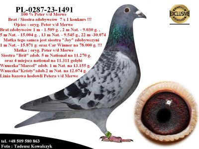 PL-0287-23-1491   Unikat - linia bazowa hodowli Petera v/d Merwe