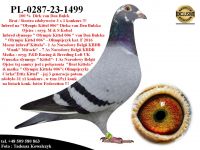 PL-0287-23-1499  Potomek najlepszych gołebi z hodowli Dirka van Den Bulcka