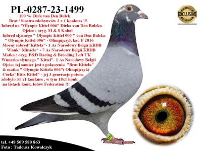 PL-0287-23-1499  Potomek najlepszych gołebi z hodowli Dirka van Den Bulcka