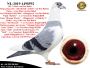 PL-0287-23-1499  Potomek najlepszych gołebi z hodowli Dirka van Den Bulcka