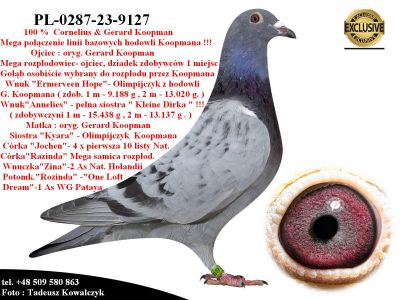 PL-0287-23-9127    Unikat - Potomek 2 oryginalnych gołębi Koopman
