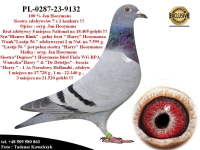 PL-0287-23-9132   Połączenie najlepszych gołębi z hodowli Jana Hooymansa