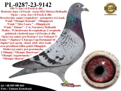 PL-0287-23-9142   Potomek kilku Olimpijczyków z hodowli Jana v/d Pascha