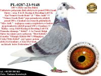 PL-0287-23-9148   Potomek najlepszych gołębi z hodowli Dirka van Den Bulcka