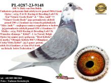 PL-0287-23-9148   Potomek najlepszych gołębi z hodowli Dirka van Den Bulcka
