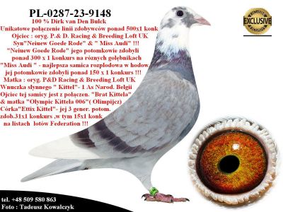 PL-0287-23-9148   Potomek najlepszych gołębi z hodowli Dirka van Den Bulcka