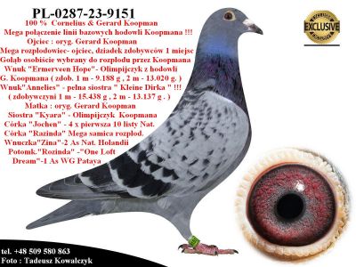 PL-0287-23-9151   Unikat - Potomek 2 oryginalnych gołębi Koopman