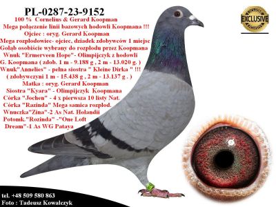 PL-0287-23-9152   Unikat - Potomek 2 oryginalnych gołębi Koopman