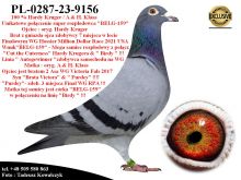 PL-0287-23-9156    Połączenie najlepszych gołębi z hodowli Hardy Kruger / Alfons Klaas