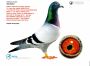 PL-0287-23-9156    Połączenie najlepszych gołębi z hodowli Hardy Kruger / Alfons Klaas