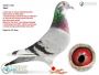 PL-0287-23-9156    Połączenie najlepszych gołębi z hodowli Hardy Kruger / Alfons Klaas