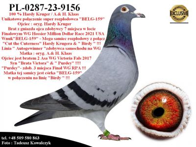 PL-0287-23-9156    Połączenie najlepszych gołębi z hodowli Hardy Kruger / Alfons Klaas