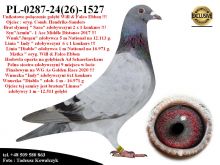 PL-0287-24-(26)-1527   Rewelacyjne połączenie najlepszych gołębi z hodowli W.& F. Ebben