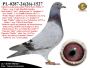 PL-0287-24-(26)-1527   Rewelacyjne połączenie najlepszych gołębi z hodowli W.& F. Ebben