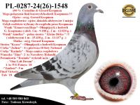 PL-0287-24(26)-1548   Unikat - Potomek 2 oryginalnych gołębi z hodowli Gerarda Koopmana