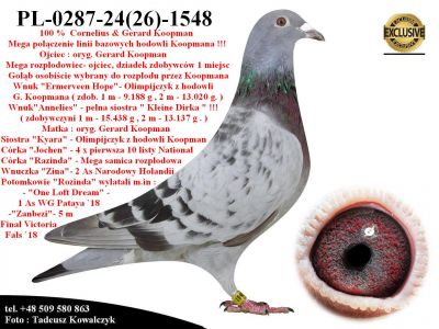 PL-0287-24(26)-1548   Unikat - Potomek 2 oryginalnych gołębi z hodowli Gerarda Koopmana