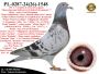 PL-0287-24(26)-1548   Unikat - Potomek 2 oryginalnych gołębi z hodowli Gerarda Koopmana