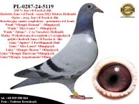 PL-0287-24-5119   Połączenie najlepszych gołębi Jana v/d Pascha