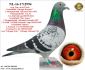 PL-0287-24-5119   Połączenie najlepszych gołębi Jana v/d Pascha