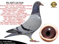 PL-0287-24-5120  Połączenie najlepszych gołębi Jana v/d Pascha