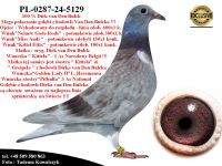 PL-0287-24-5129   Unikatowe połączenie gołębi Dirka van Den Bulcka