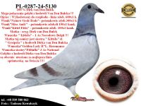 PL-0287-24-5130   Unikatowe połączenie gołębi Dirka van Den Bulcka