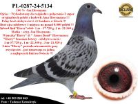 PL-0287-24-5134   Mega połączenie gołębi z hodowli Hooymans