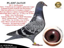 PL-0287-24-5135   Mega połączenie gołębi z hodowli Hooymans