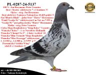 PL-0287-24-5137/38   Mega połączenie gołębi Hooymans / Veenstra